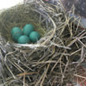 Meet your Posher, Rhc